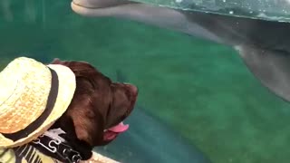 Service Dog Incredibly Plays With Dolphin At SeaWorld