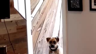 Clever Boxer Learns to Close the Door when She Comes Inside