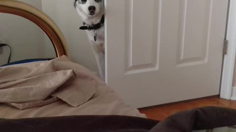 Husky howling at Mom to wake up