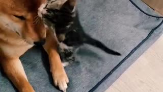 Kitten fighting a nice dog