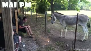 Try Not To Laugh Watching Funny Animals Compilation - 2021