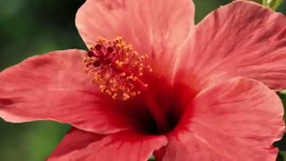 Beautiful Flower / Nature video