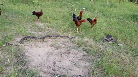 Snakes vs Hens [ Intense Fight ]