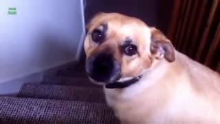 Funny Dogs Smiling Compilation
