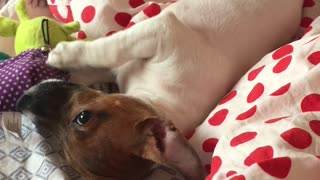 puppy jack russell joyfully plays with a toy