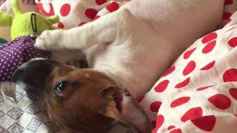 puppy jack russell joyfully plays with a toy