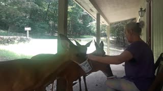 Wild deer have no problem eating from woman's hand