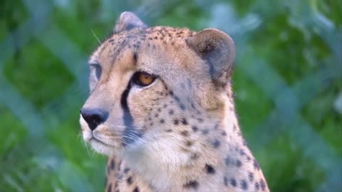 The cheetah 🐆life