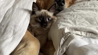 Kitty and Doggo Comfortably Snuggle