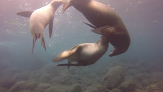 Sea Lions Perform For Divers At Galapagos Islands