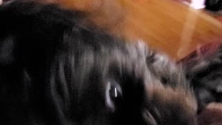 Dog in videos