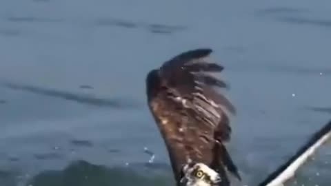 Eagle caught big fish