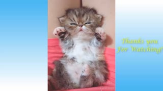 Cute Pets And Funny Animals Adorable Videos