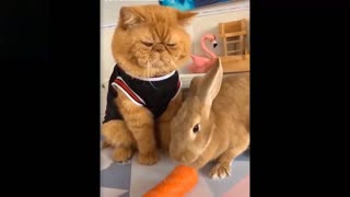 Funny video of animals doing funny things