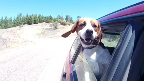 Trance Loving Beagle And His Dancing Ears