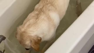 Splashing pup in bathtub is having the time of his life