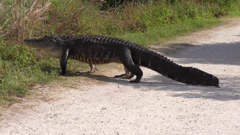 Two large alligators cross a trail in Florida park