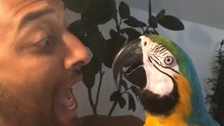 Macaw and Man Have a Screaming Competition
