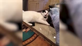 Funniest 🐶 Dogs and 😻 Cats video