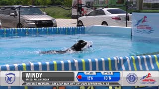 Coolwag Diving Dogs Competition - Splash #1