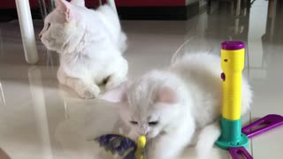 Father cat saves kitten from giant hornet