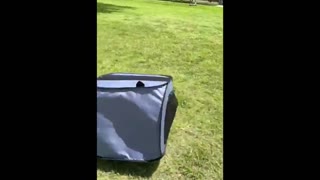 Corgi runs inside square dog carrier