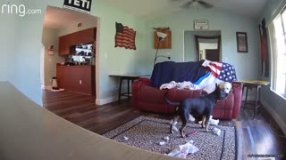 Dog Destroys Couch