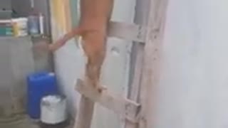 Dog climbing stairs?