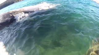 Sharks Feast on Whale Carcass