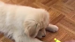 Golden retriever puppy plays with owner holding yellow toy