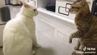 These cats can speak english better