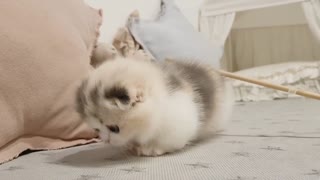 Cute white fur short leg kitten
