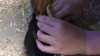 Toucan Enjoys Tickles