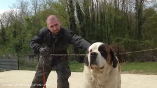 11 biggest dogs