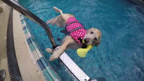 Golden Retriever decides to float instead of swim