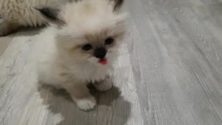 Super cute siberian kitten
