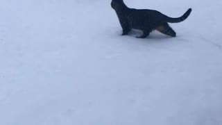 Cat walks on snow first time