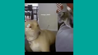 Angry cat beat dog without reason