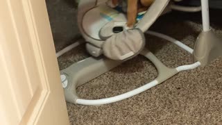 Puppy Loves Swinging in Human Brother's Chair