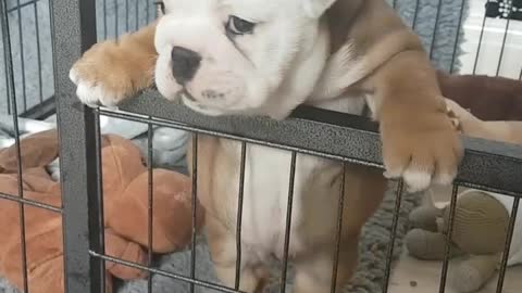 Bulldog puppy wants out of jail