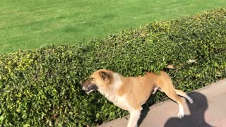 Doggo Rubs Against Bushes