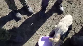 Trapped Dog Saved by Workers