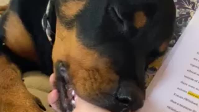 are rottweilers needy