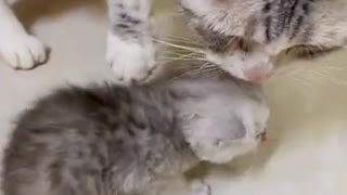 Cat and cute kitten