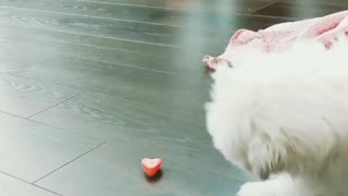 Maltipoo puppy confused by strawberry slice