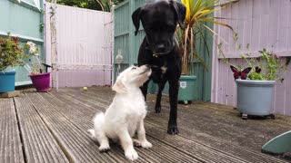 Cute little puppy meets big dog for the first time