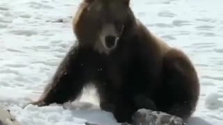 bear playing
