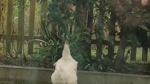 Funny chicken jumping