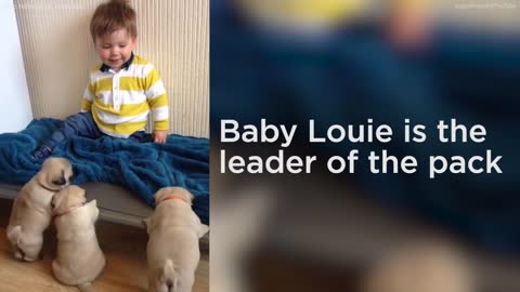 Adorable litter of pugs follows baby around