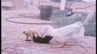 Mother Goose Breaks up Dog Fight!